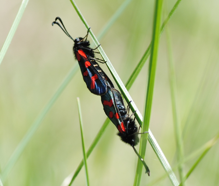 Coppia di Zygaena oxytropis? S